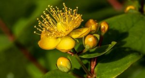 Read more about the article St John’s Wort